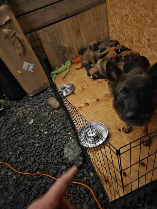 Štěňata ovčáka z Highlandu!!!.. - foto 2