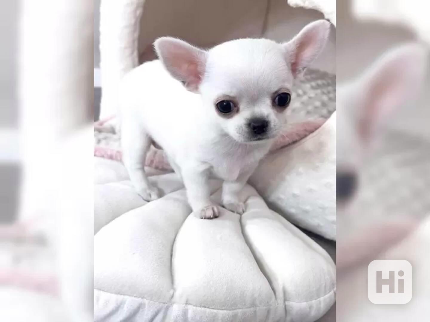 Mini štěňata čivavy s PP - foto 1