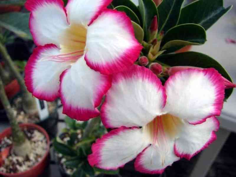 Adenium obesum 'noble concubine' - semena