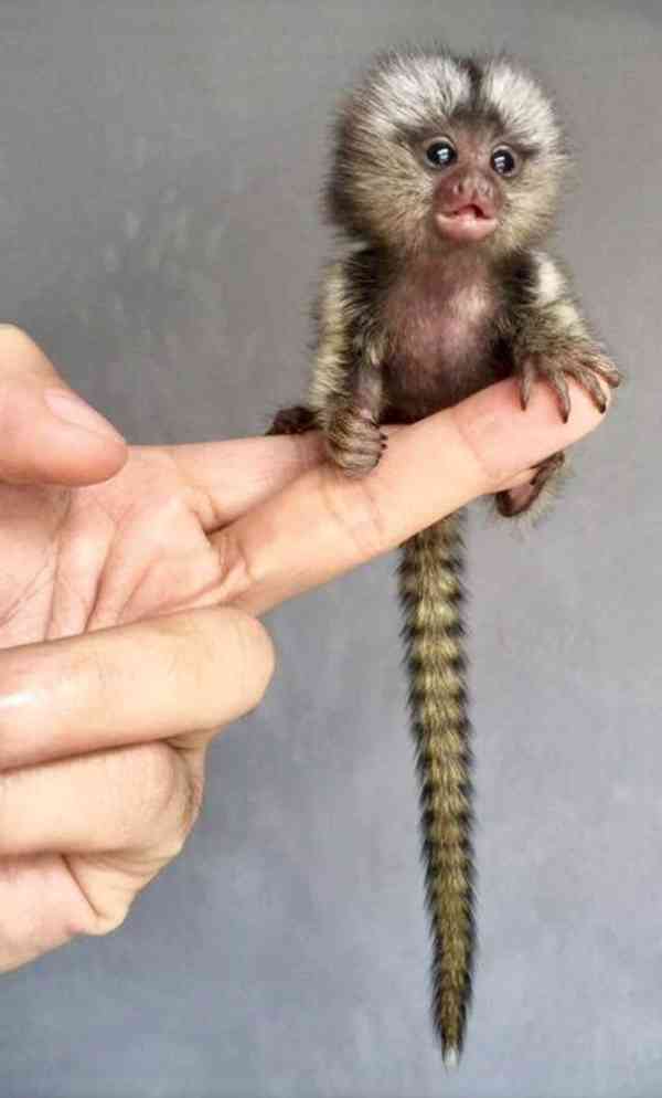 marmoset opice  k adopci - foto 1