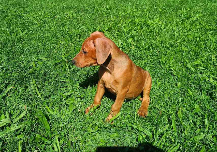Německý pinč - štěňata s PP - foto 2
