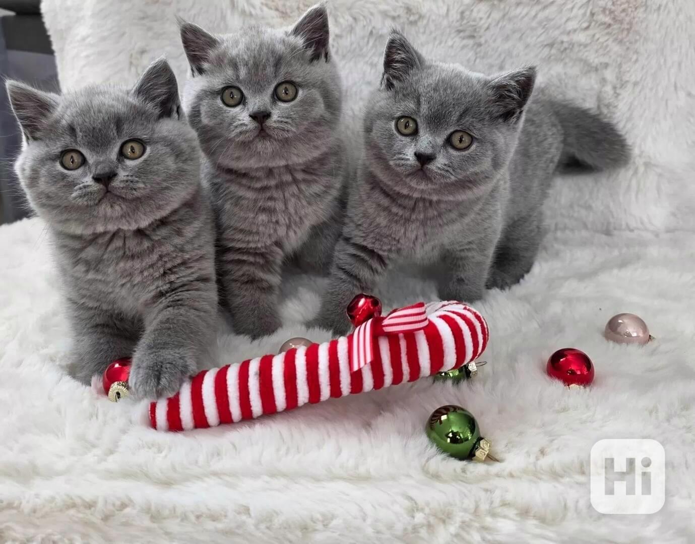 Úžasná britská krátkosrstá koťata - foto 1