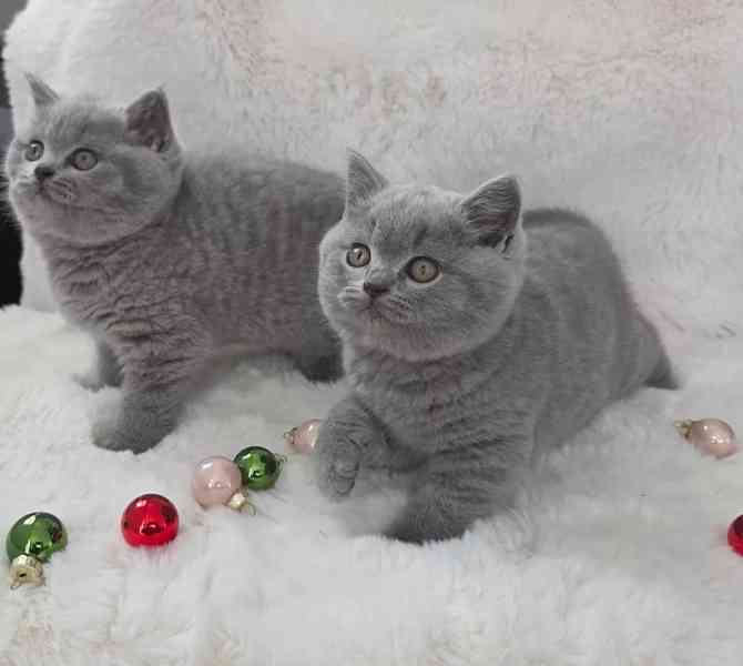 Úžasná britská krátkosrstá koťata - foto 5