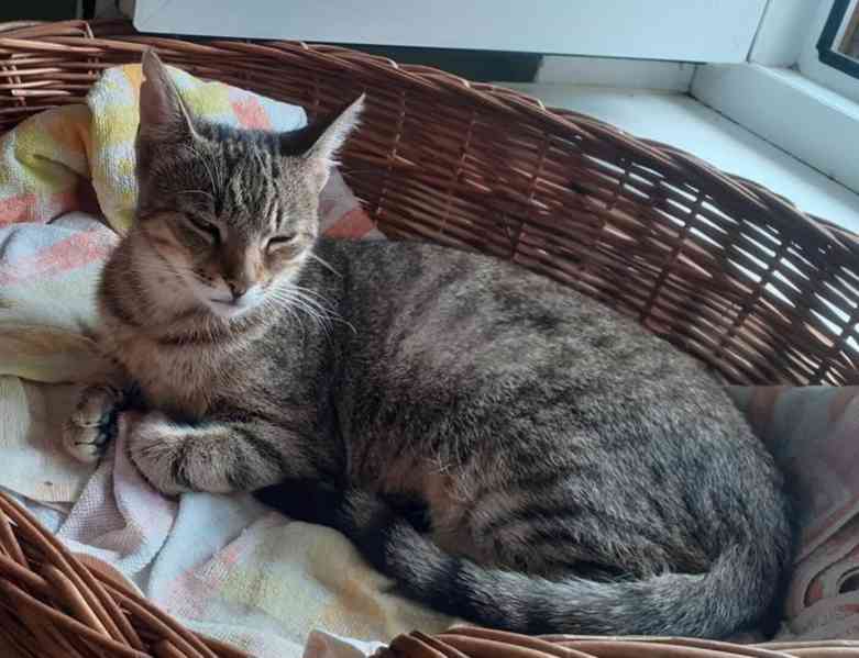 Hodná, hravá, čilá 11měsíční mourinka Linda  - foto 10