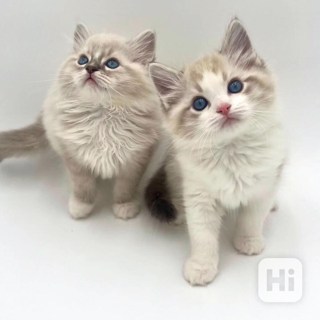 Tato rozkošná koťátka plemene Australian Mist  - foto 1