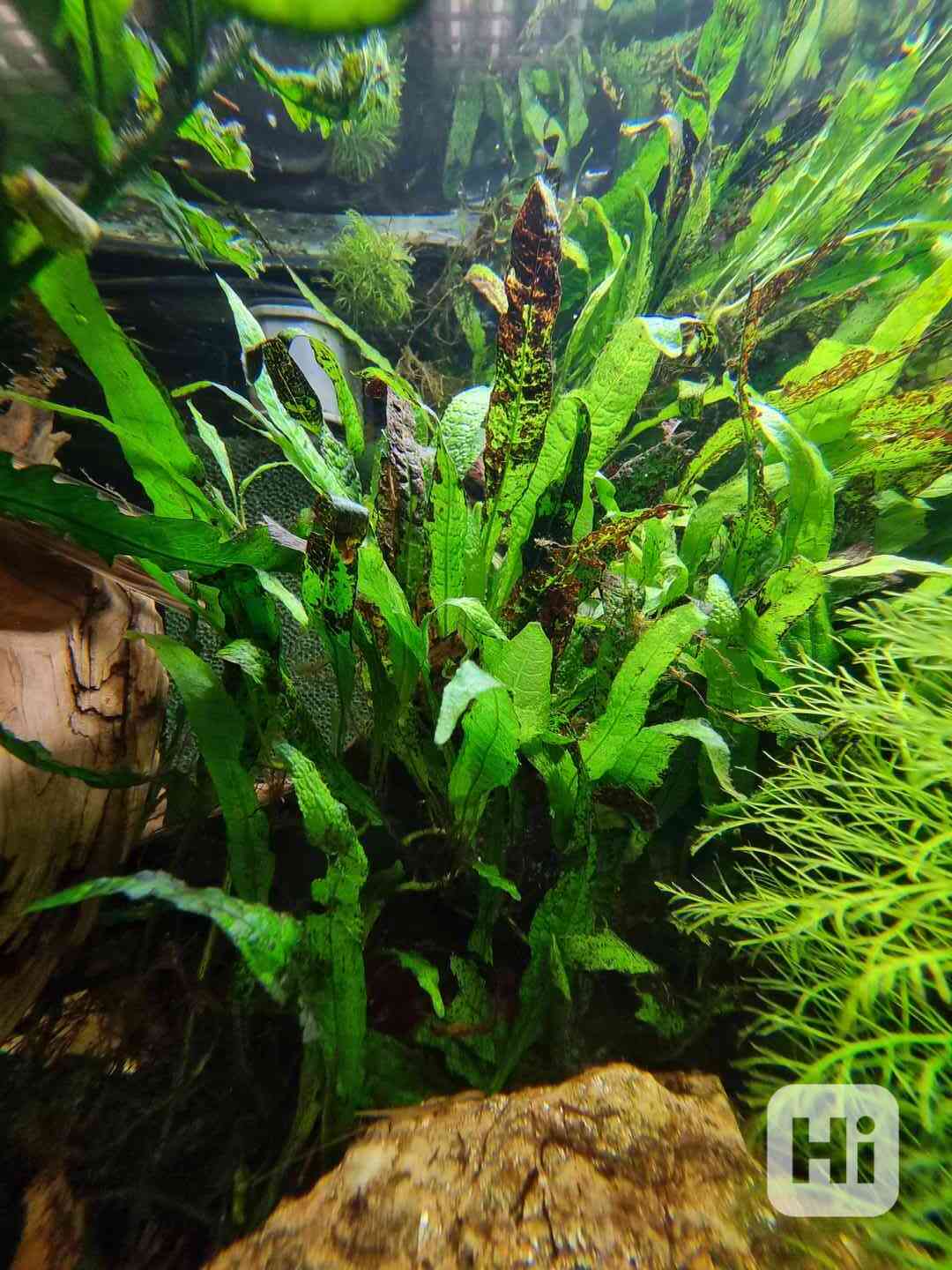 🌿Nenáročné a LEVNÉ akvarijní rostliny : Ústí n L, Teplice - foto 1