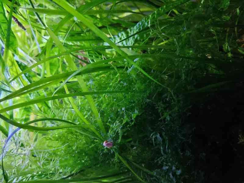 🌿Nenáročné a LEVNÉ akvarijní rostliny : Ústí n L, Teplice - foto 22