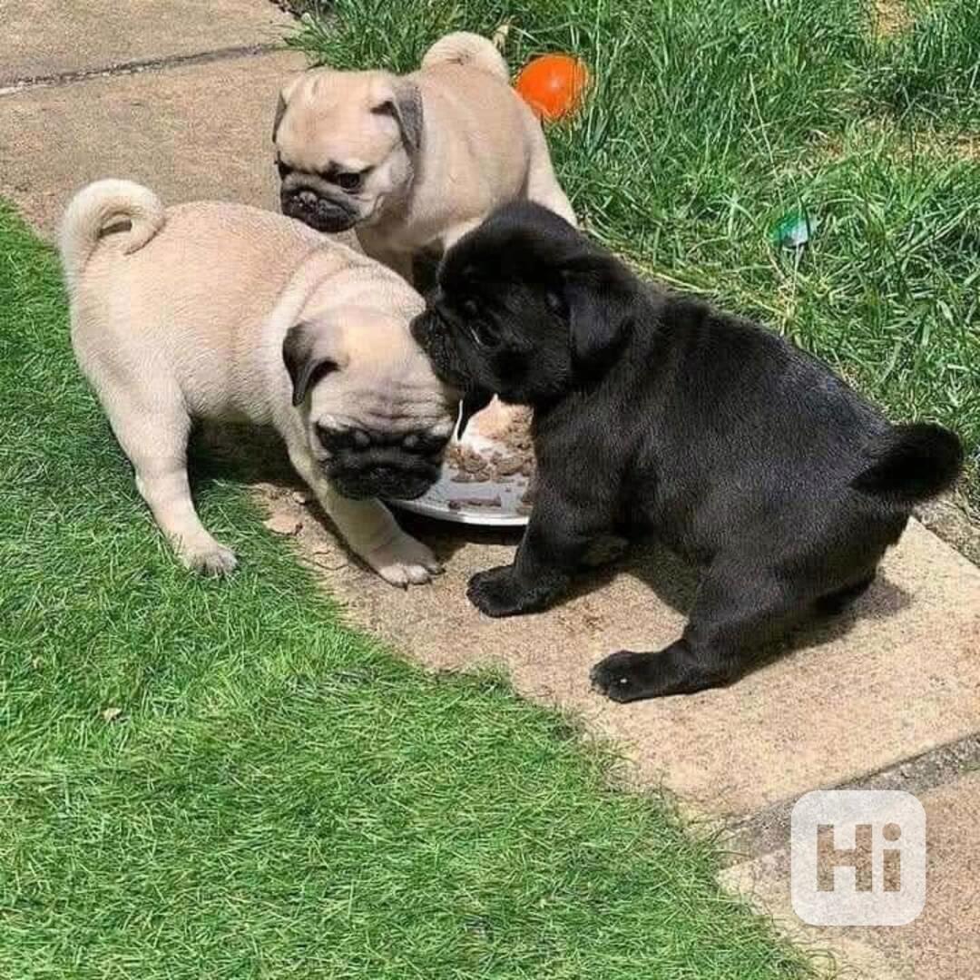 vánoční dárek Dárek zdarma  krásná štěňata mopse k adopci  - foto 1