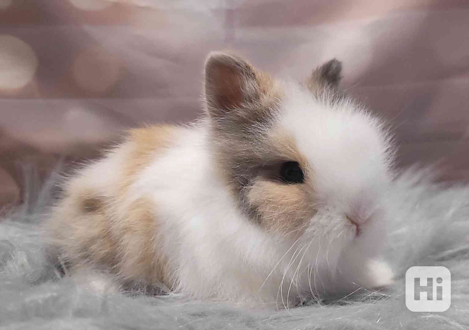 Zakrslý králík Teddy - foto 1