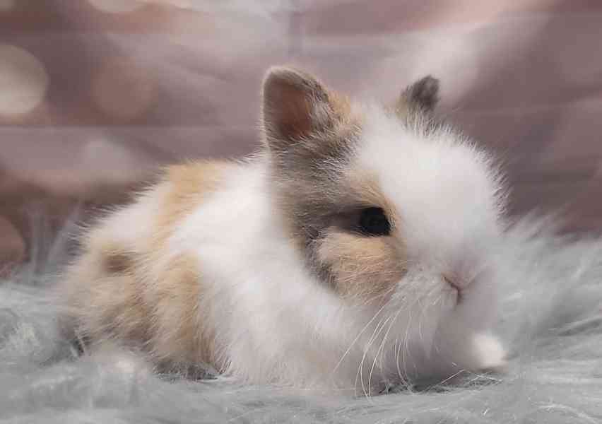 Zakrslý králík Teddy - foto 1