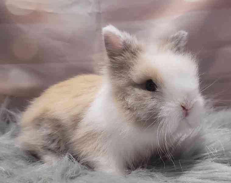 Zakrslý králík Teddy - foto 2