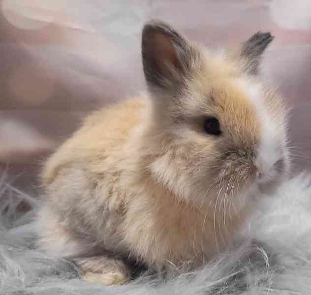 Zakrslý králík Teddy - foto 3