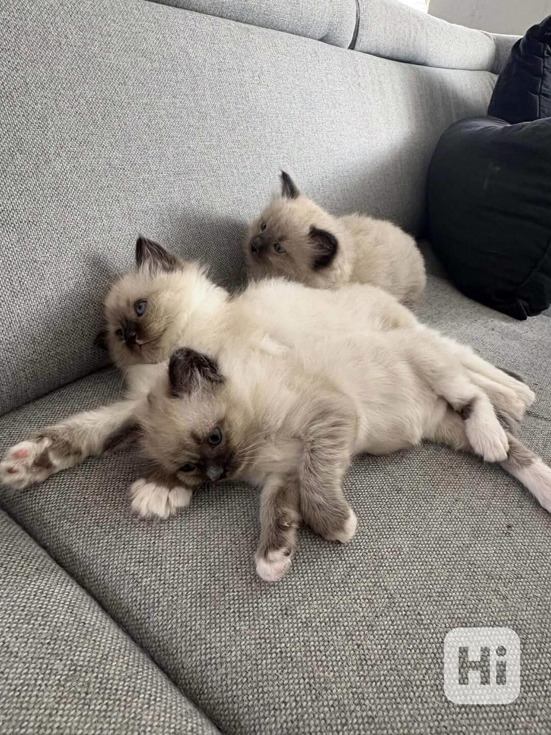 Ragdoll koťátka - foto 1