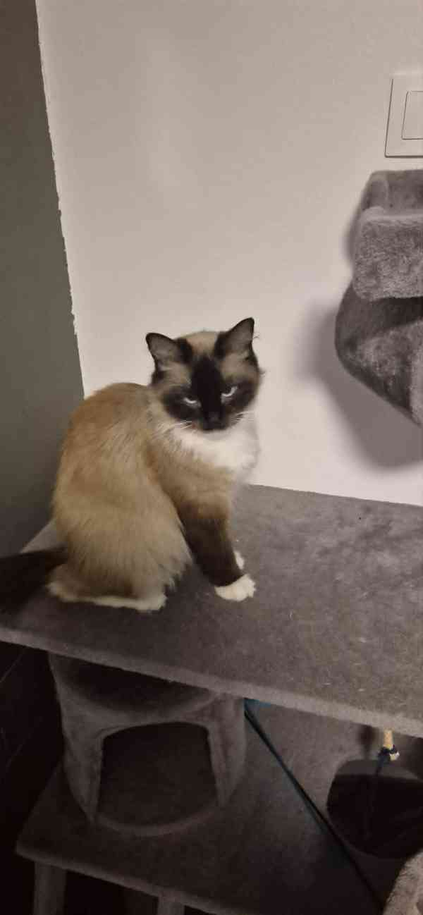 Ragdoll koťátka - foto 2