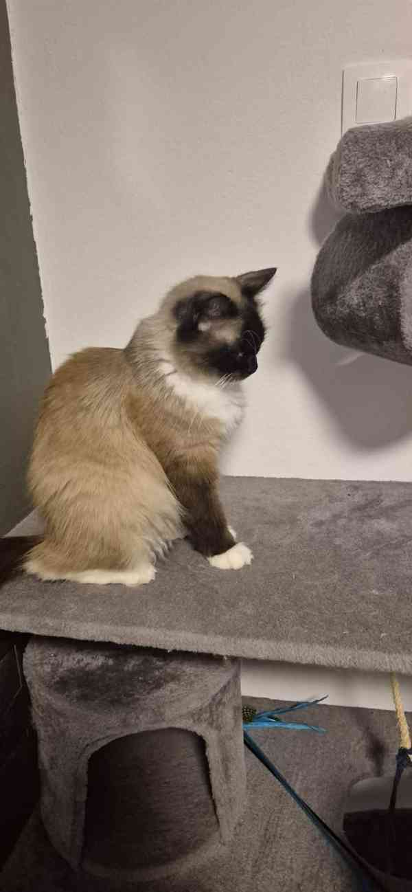 Ragdoll koťátka - foto 5