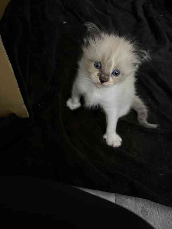 Ragdoll koťátka - foto 3