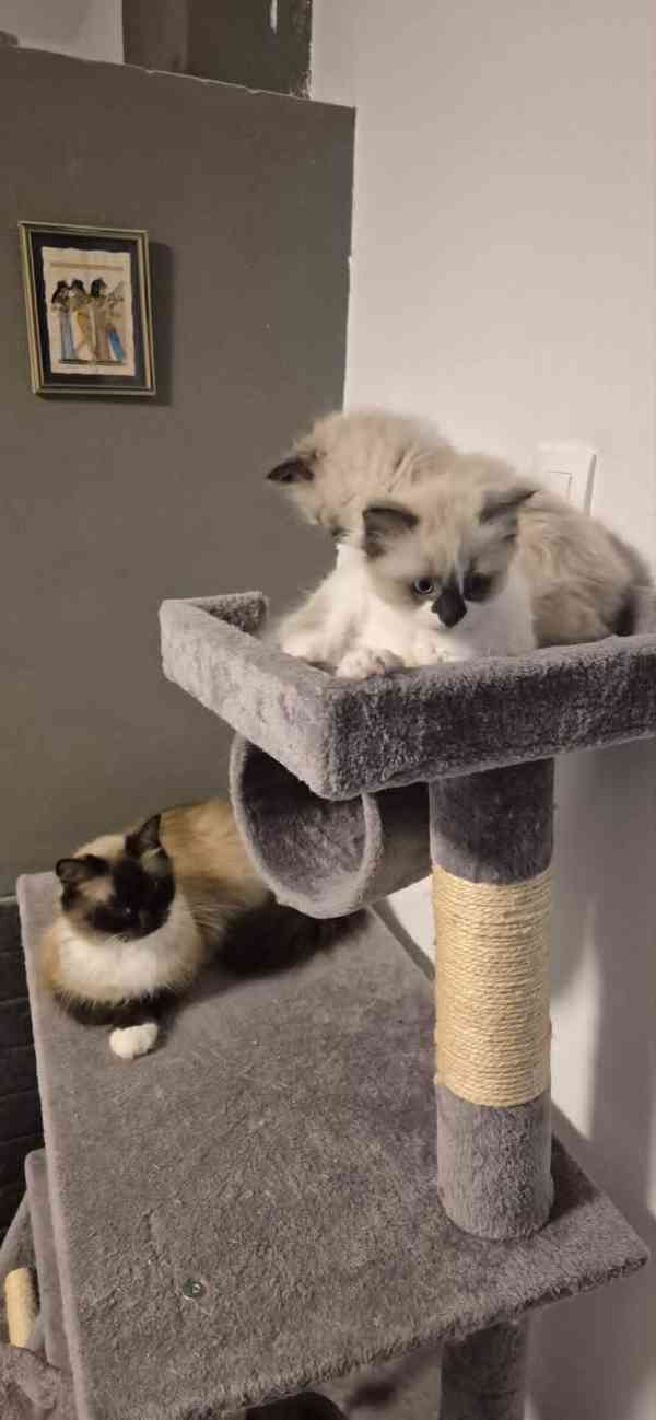 Ragdoll koťátka - foto 4