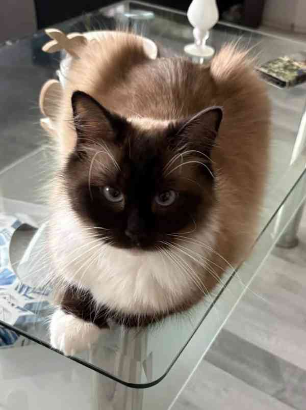 Ragdoll koťátka - foto 6