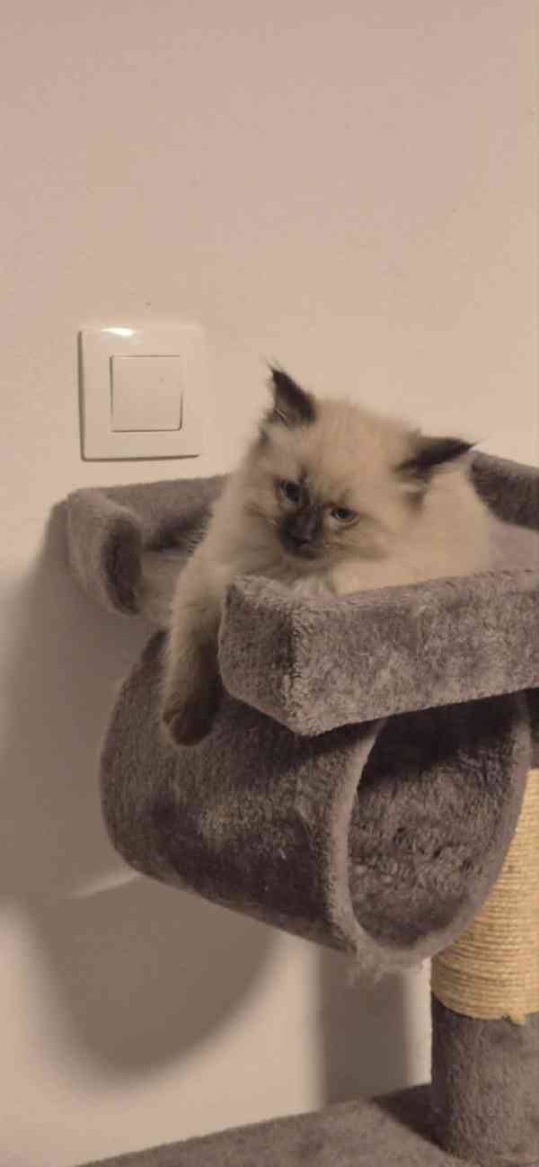 Ragdoll koťátka - foto 3