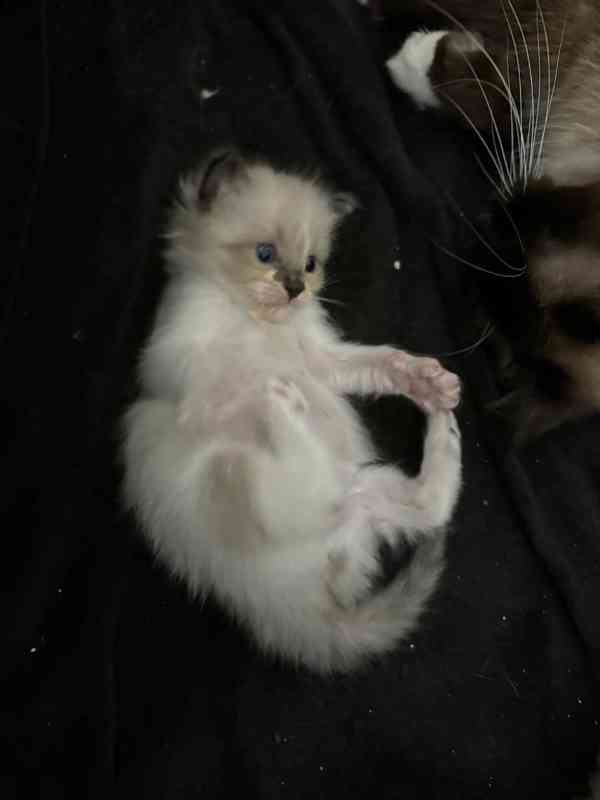 Ragdoll koťátka - foto 2