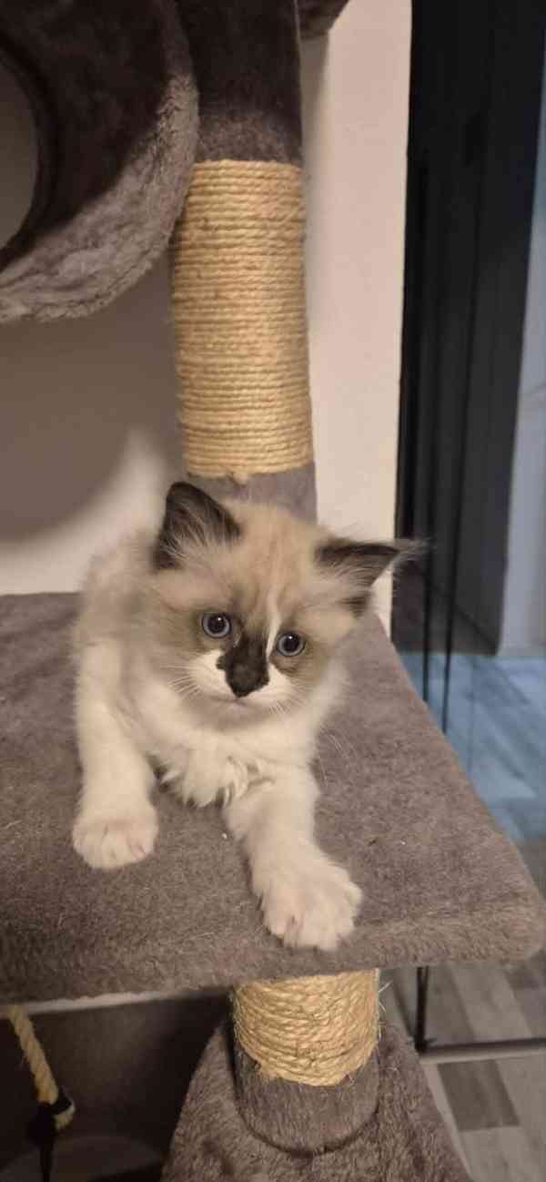 Ragdoll koťátka