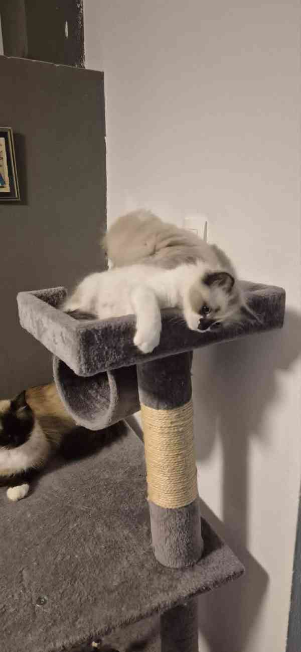 Ragdoll koťátka - foto 7