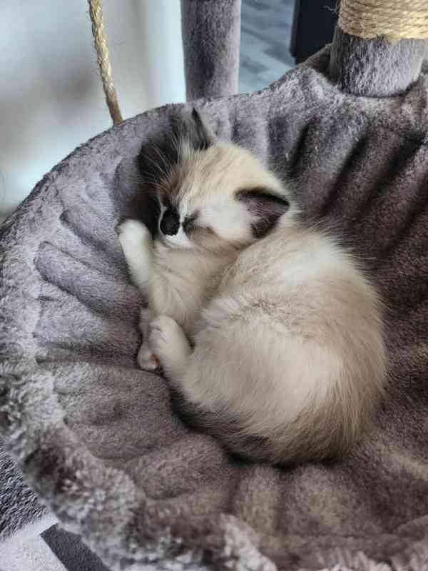 Ragdoll koťátka - foto 5
