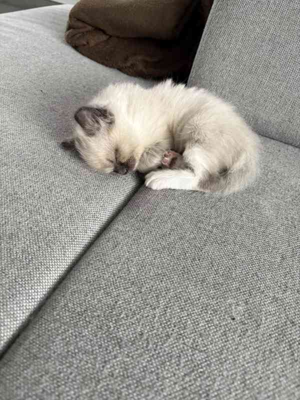 Ragdoll koťátka - foto 4