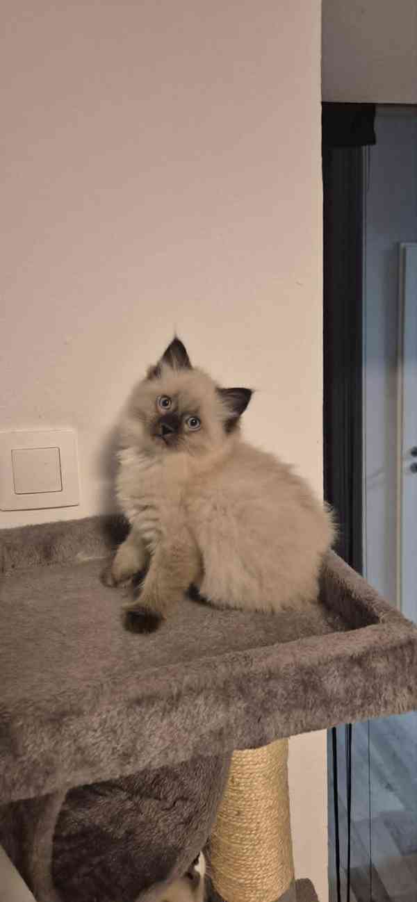 Ragdoll koťátka - foto 8
