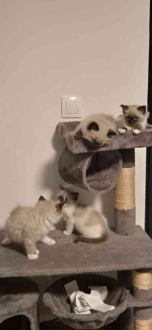 Ragdoll koťátka - foto 6