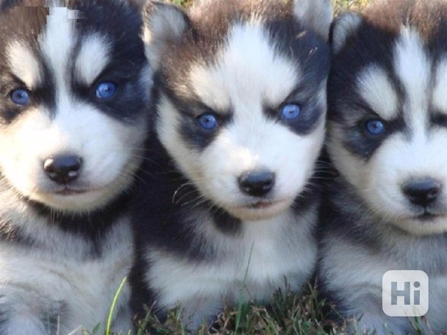 štěňata sibiřského huskyho k adopci - foto 1