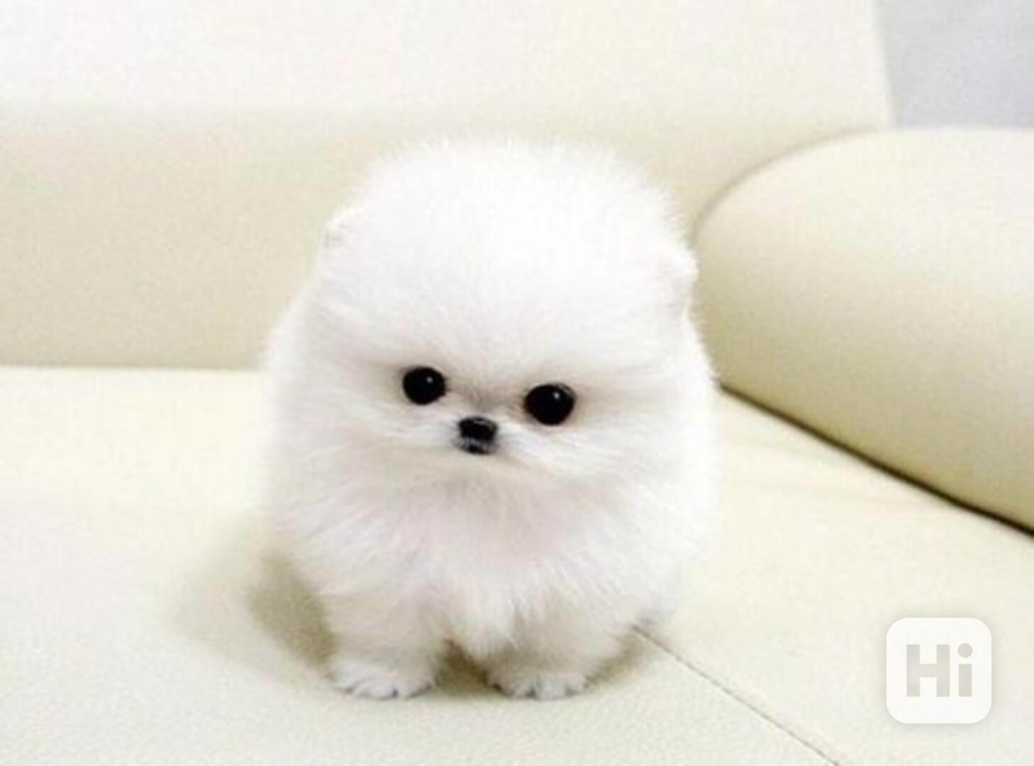 Krásný čajový šálek, štěňata pomeraniana na prodej - foto 1