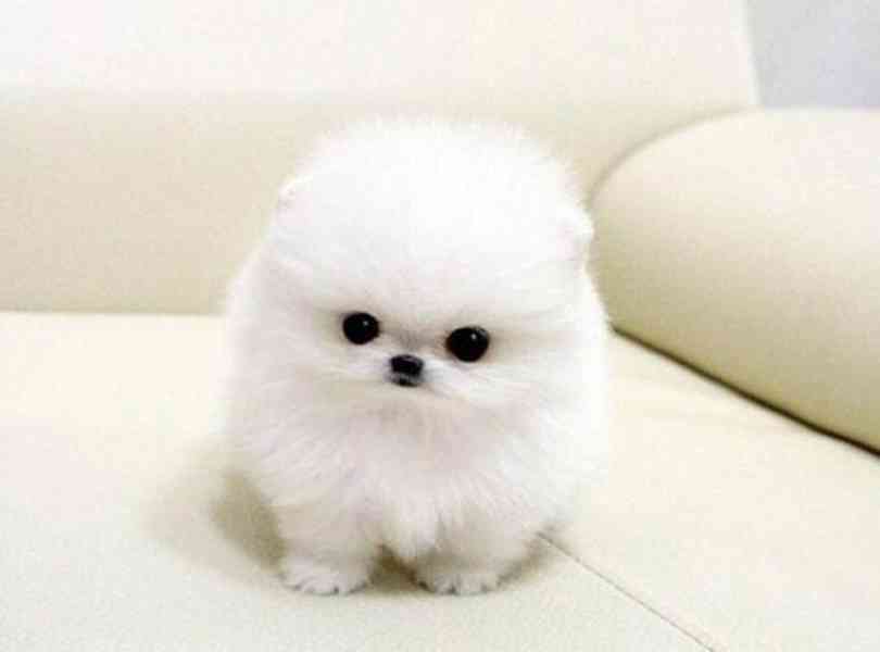 Krásný čajový šálek, štěňata pomeraniana na prodej - foto 1