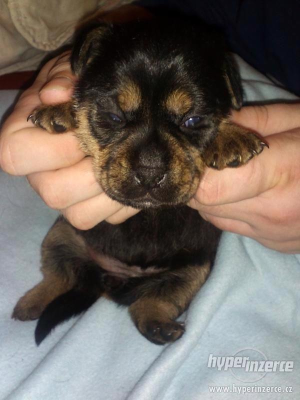 krásná malá štěňátka křížence - foto 1