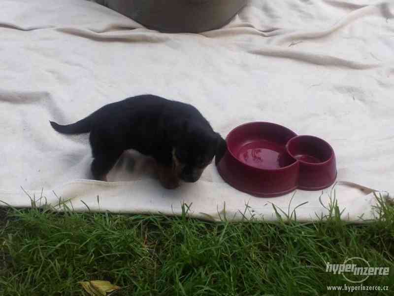 krásná malá štěňátka křížence - foto 2