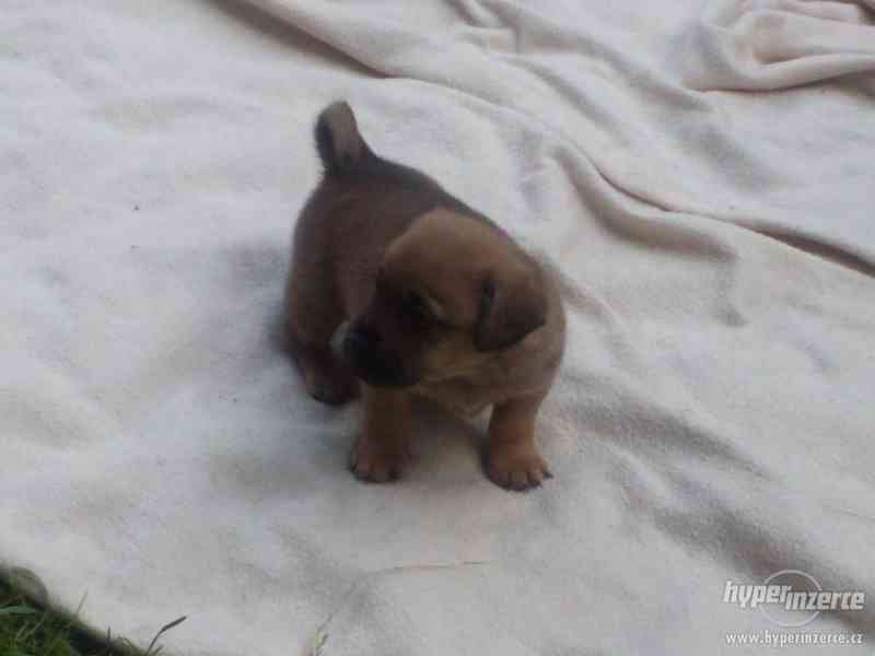 krásná malá štěňátka křížence - foto 3