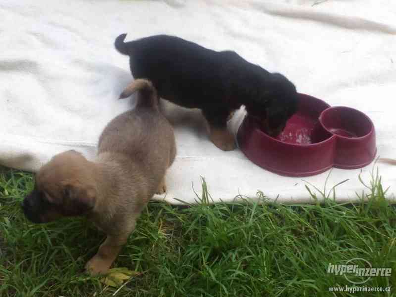 krásná malá štěňátka křížence - foto 4