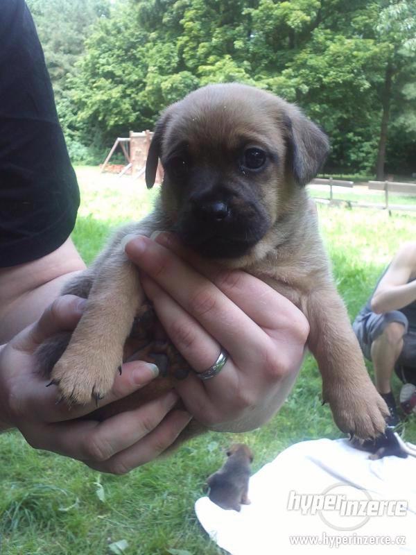 krásná malá štěňátka křížence - foto 5