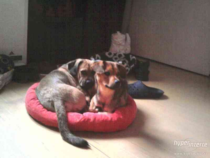 krásná malá štěňátka křížence - foto 6