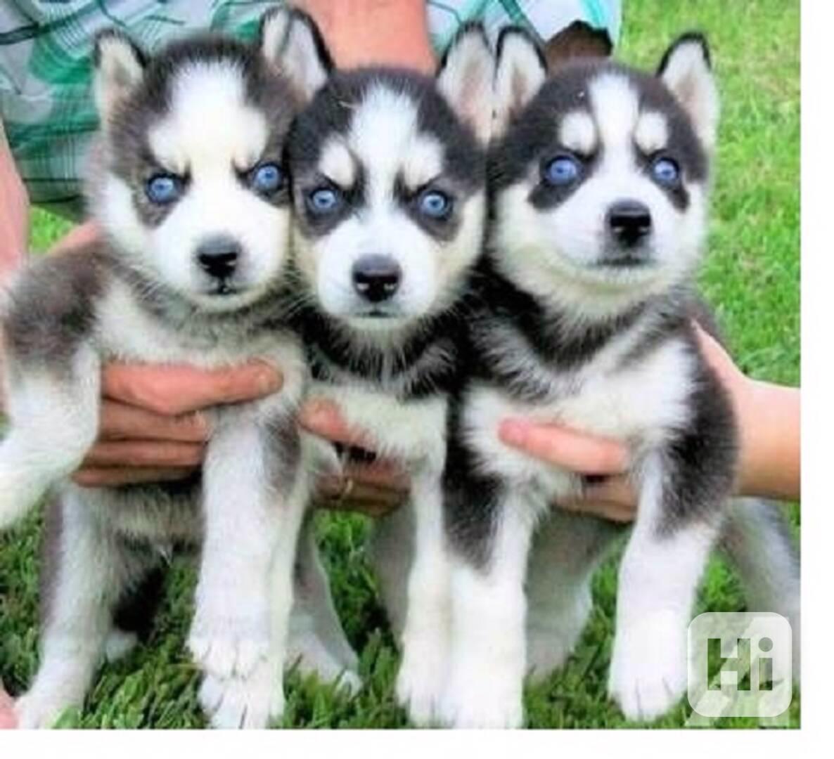 štěňata sibiřského huskyho k adopci - foto 1