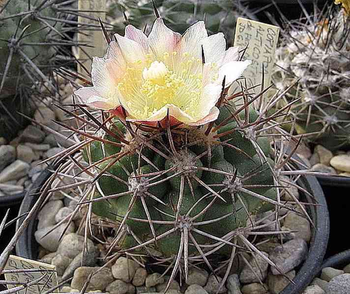 Kaktus Copiapoa alticostata - semena - foto 1