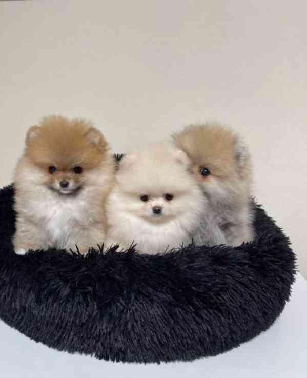 Štěňata pomerianů k adopci