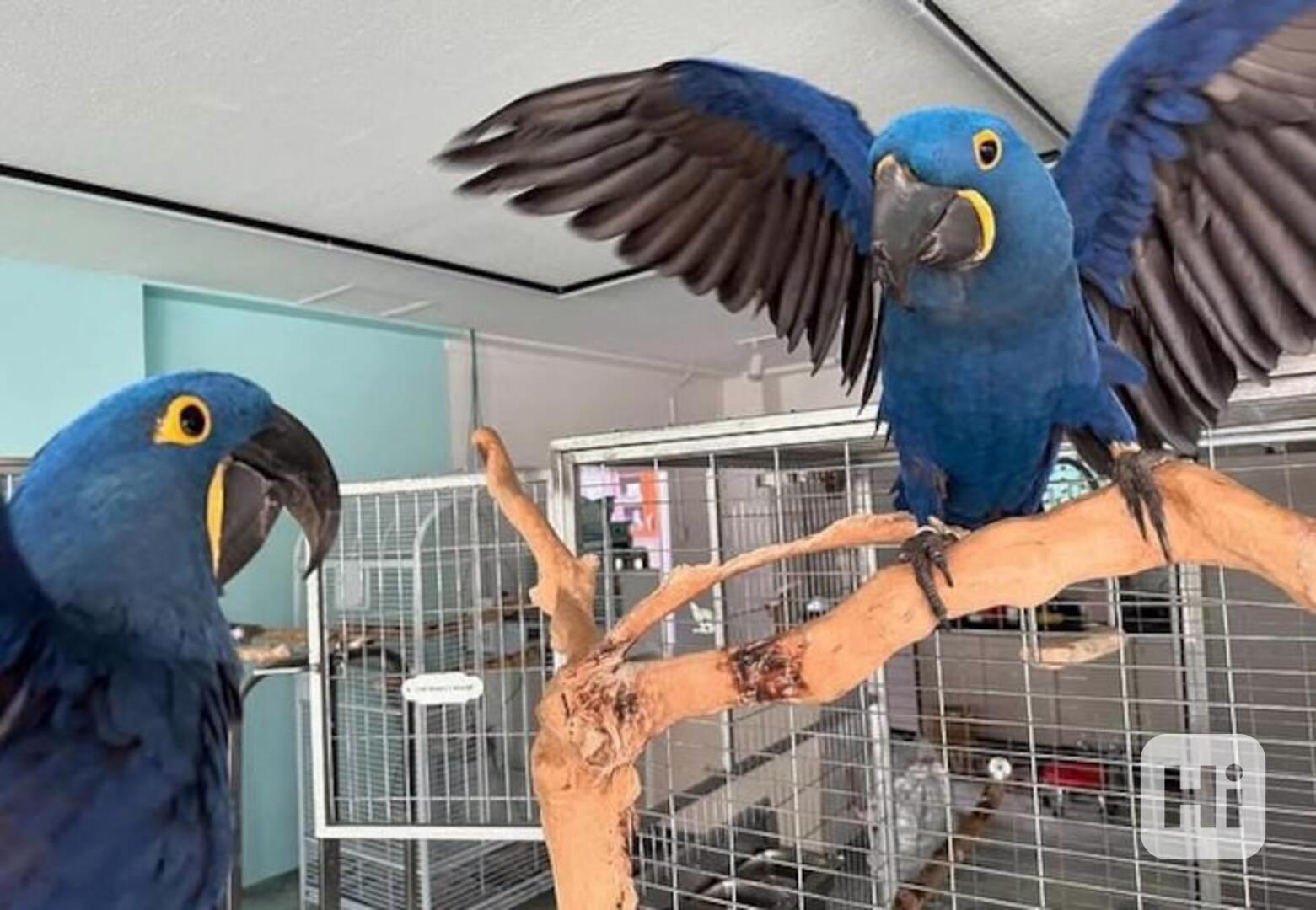 Hyacintoví papoušci - foto 1