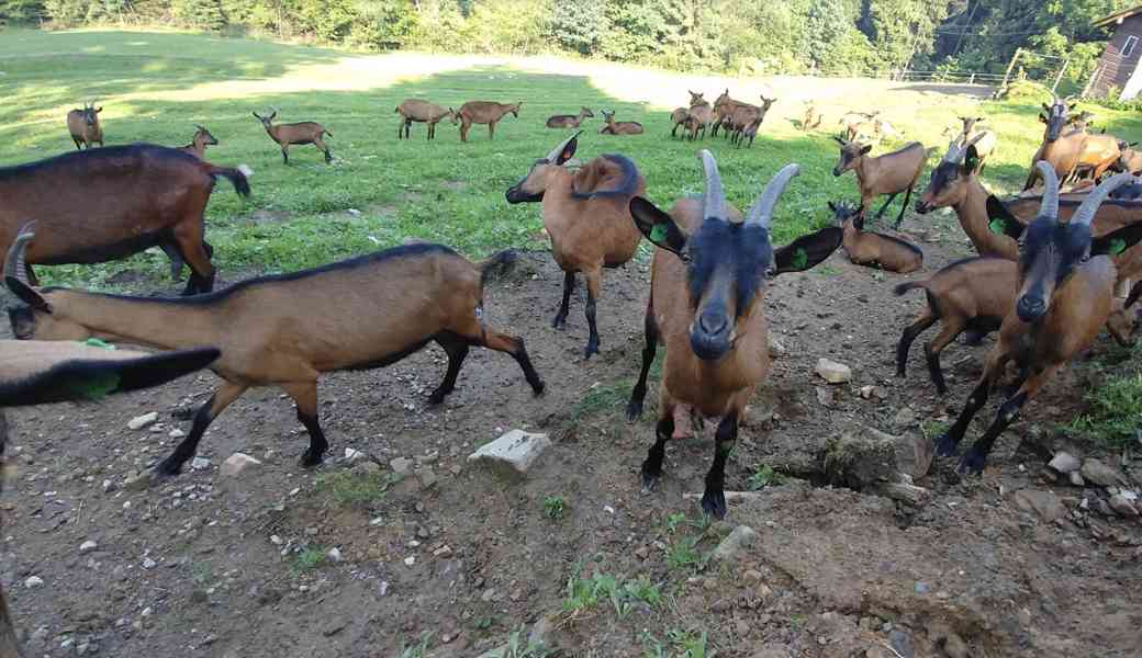 Koza Česká hnědá krátkosrstá Koza Česká hnědá krátkosrstá  - foto 1