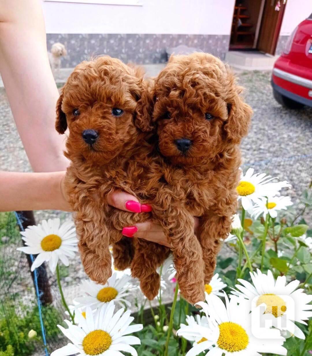 Rozkošná štěňátka pudla k adopci - foto 1