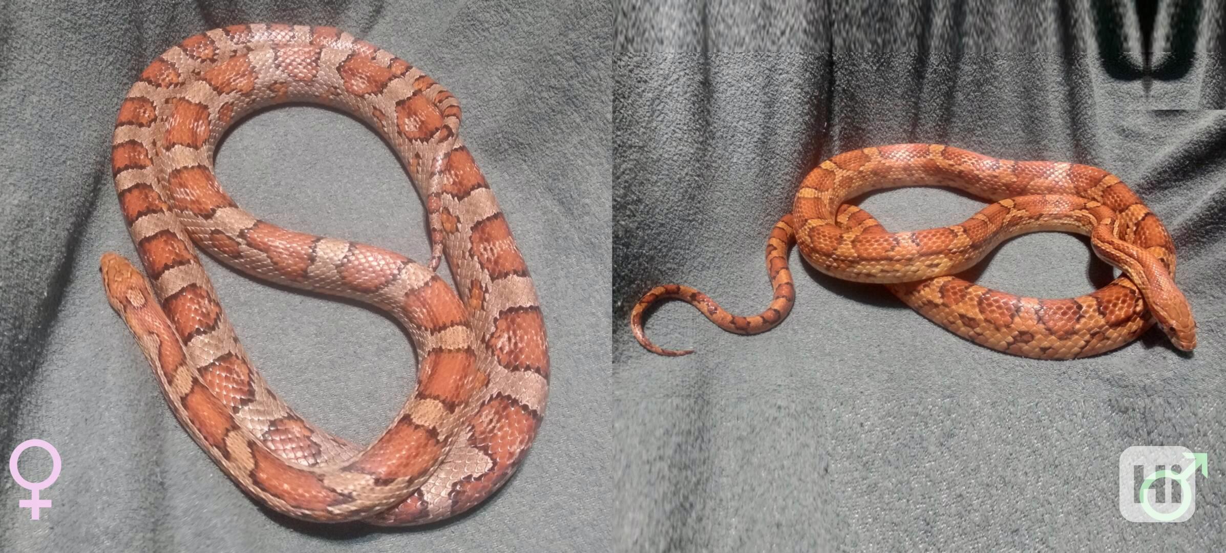 Mláďata Pantherophis guttatus - foto 1