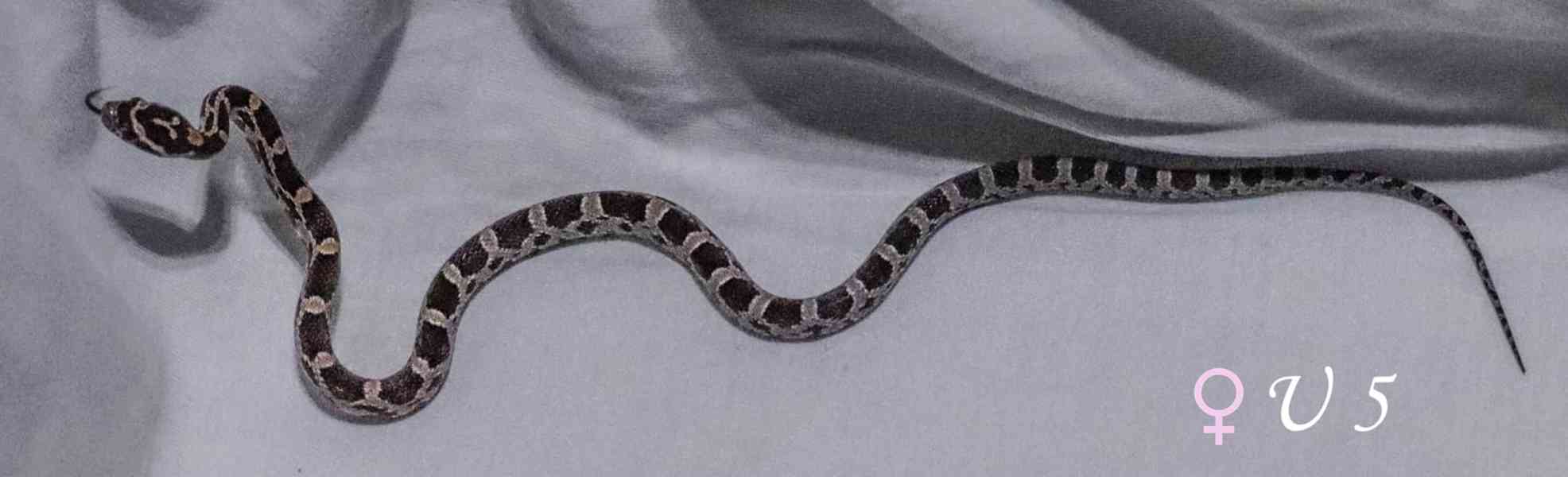 Mláďata Pantherophis guttatus - foto 6
