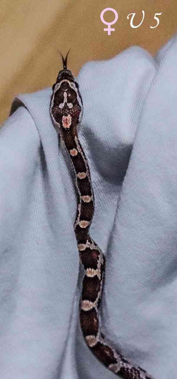 Mláďata Pantherophis guttatus - foto 7