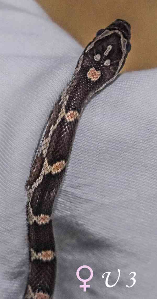 Mláďata Pantherophis guttatus - foto 4