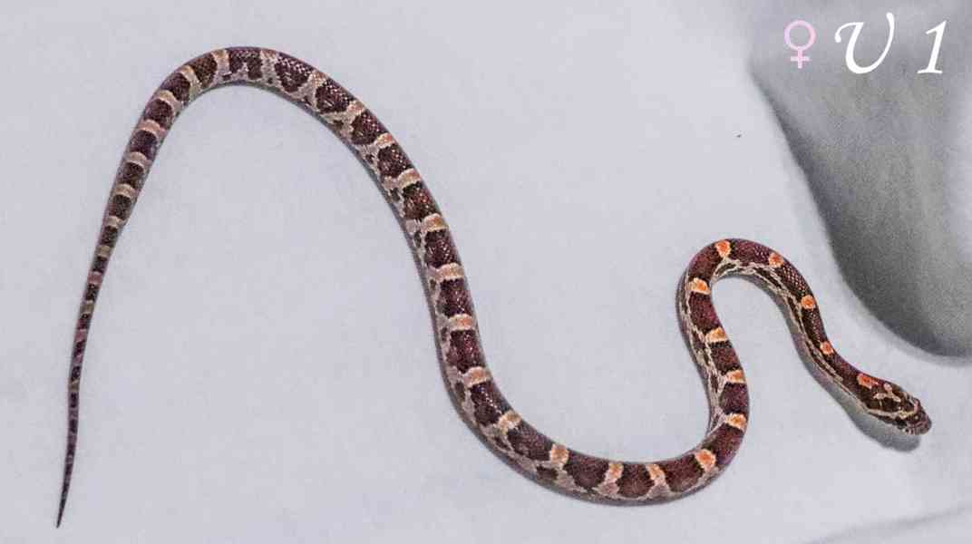 Mláďata Pantherophis guttatus - foto 2